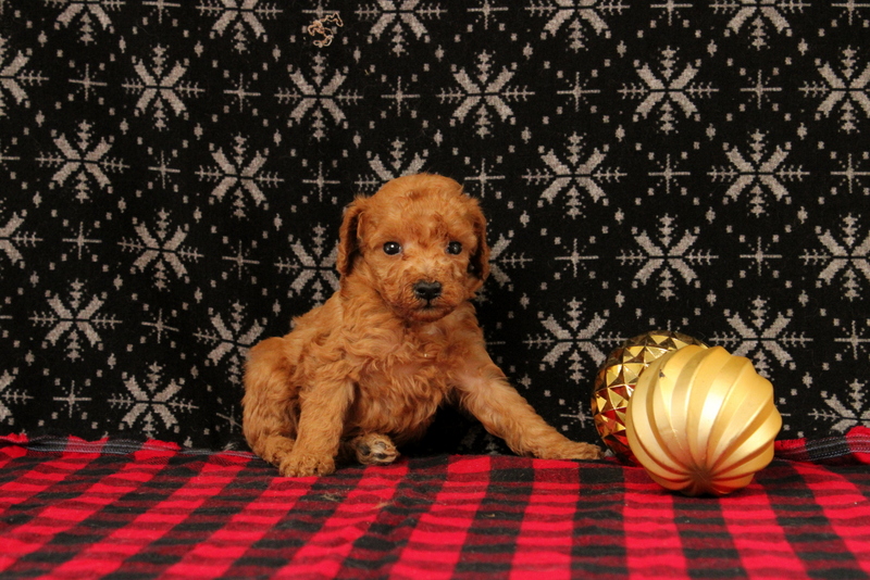 puppy, for, sale, Mini Poodle, Matthew B. Stoltzfus, dog, breeder, Gap, PA, dog-breeder, puppy-for-sale, forsale, nearby, find, puppyfind, locator, puppylocator, aca